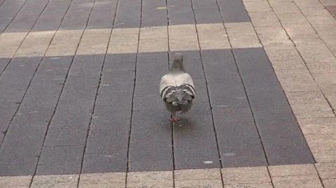 Walking Dove Stock Footage 8681428