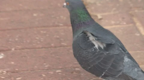 Walking dove Stock Footage 45603982