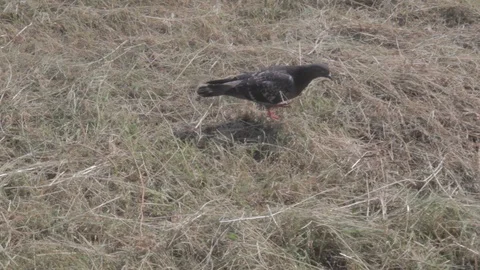 Walking dove on grass 動画素材 101606077