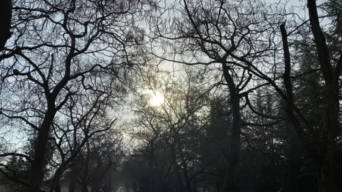 Walking down alley under trees bare tree branches against sun in sky in autumn Stock Footage 139332897