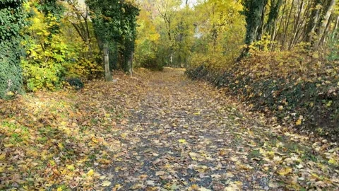 Walking Down Autumn Forest Trail Covered With Fallen Leaves Stock Footage 320831624