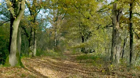 Walking down a beautiful autumn forest path Stock Footage 323384278