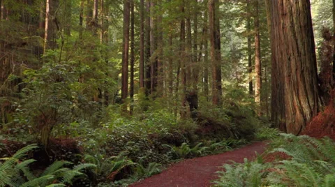 Walking Down the Beautiful Redwood Forest Path Steadicam 1 Stock Footage 36640667