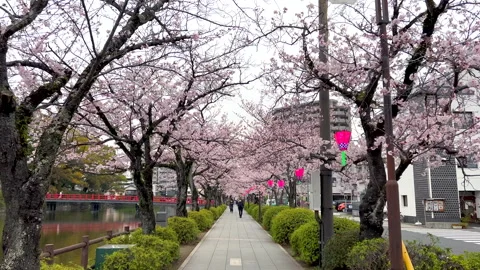 Walking down the cherry blossom trees Stock Footage 222515523