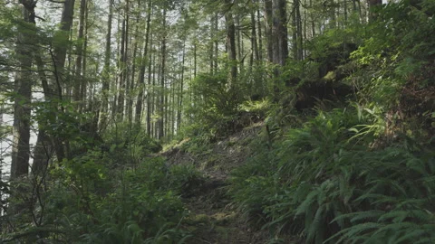 Walking Down a Coastal Forest Path Vídeo Stock 164689342