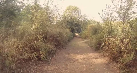 Walking down the forest path during autumn Stock Footage 119574950