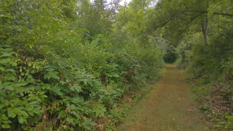 Walking down a Forest Path Stock Footage 249753767
