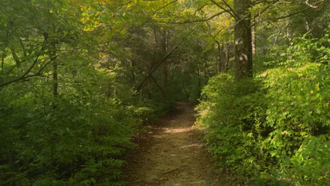 Walking Down a Forest Path Stock Footage 251232892
