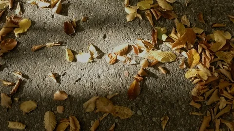 Walking down a forest road covered with autumn yellow leafs with sun Stock Footage 96741509