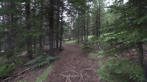 Walking Down Forest Trail Stock Footage 51680476