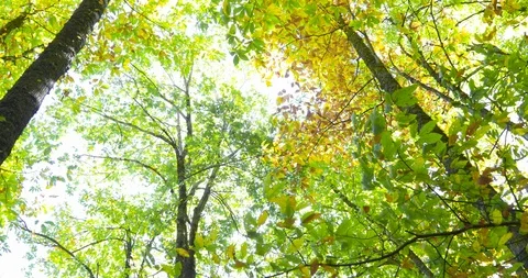 Walking down green and yellow leaves in autumn forest Stock Footage 101473010