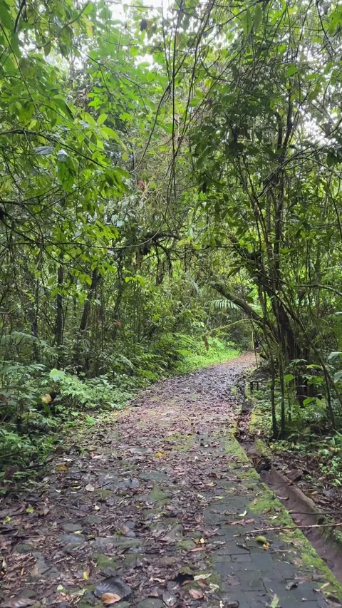 Walking Down Jungle Path, Lush Green Rainforest, Vertical POV Shot Stock Footage 325303844