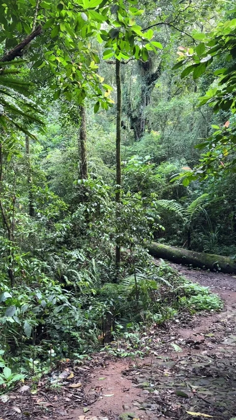 Walking Down Jungle Trail, Lush Tropical Rainforest, Vertical POV Stock Footage 325645437