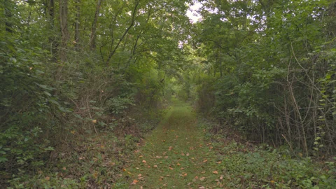 Walking Down a Long Forest Path Stock Footage 249752427
