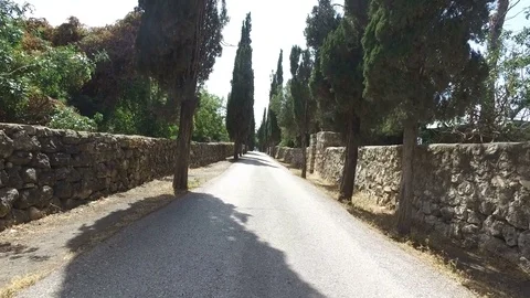 Walking Down Long Road Lined by Tall Trees Stock Footage 77806367