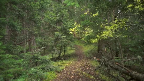 Walking down a mysterious path in a beautiful green forest slow motion Stock Footage 70819680