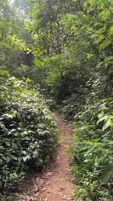 Walking Down Narrow Path in Dense Green Tropical Forest Vertical Stock Footage 324079982