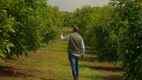 Walking down an orchard row at Tacambaro Stock Footage 346959621