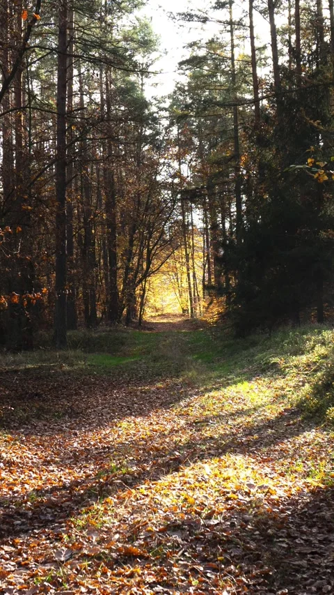 Walking down a path in the forest in autumn Stock Footage 233439068