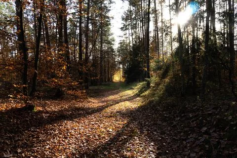 Walking down a path in the forest in autumn Stock Photos