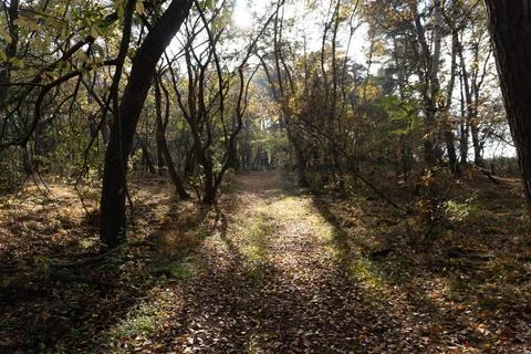 Walking down a path in the forest in autumn Stock Photos