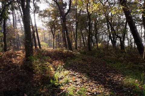 Walking down a path in the forest in autumn Stock Photos