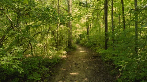 Walking Down a Path in a Sunny Forest Stock Footage 251447911