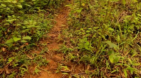 Walking Down a Path, Tijuca Brazil HD Video Stock Footage 22149044