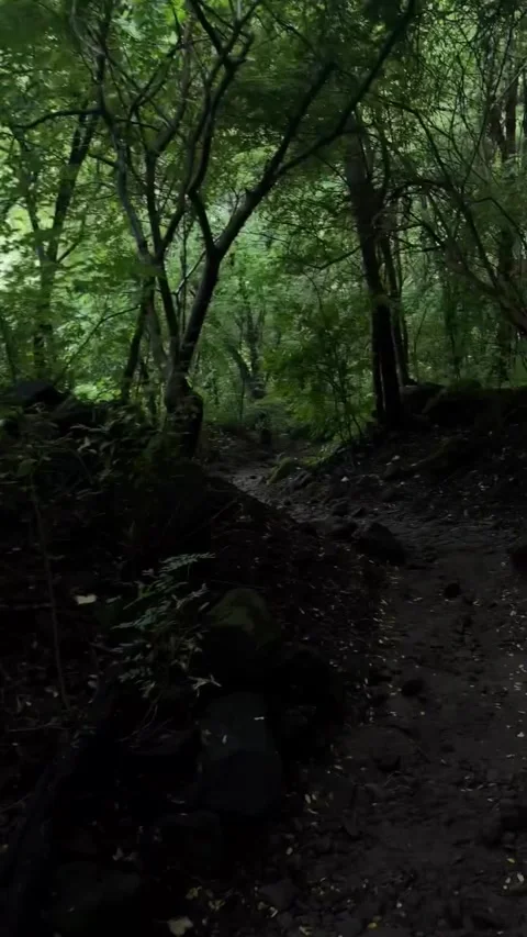 Walking Down a Rocky Dirt Path Through a Lush Green Forest Stock Footage 342263780