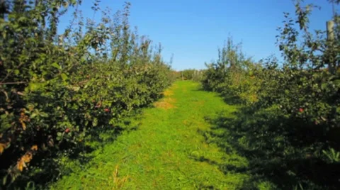 Walking down rows of apple trees in orchard towards young trees Stock Footage 8836383