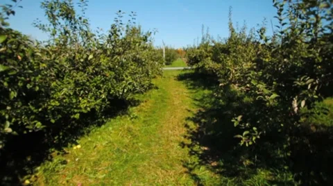 Walking down rows of apple trees in orchard Stock Footage 8836470