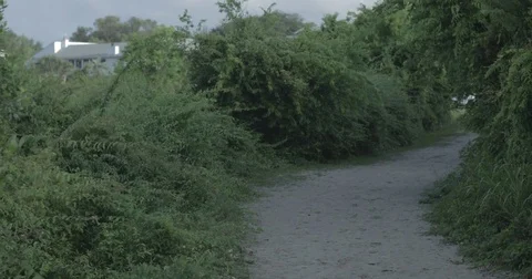 Walking down sandy beach path in a forest Stock Footage 76676992