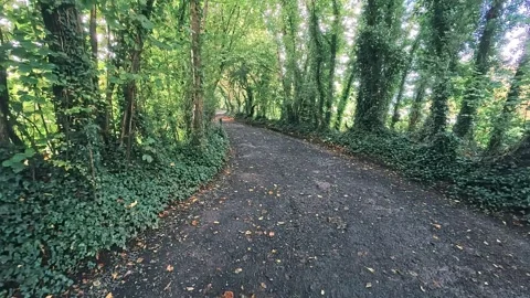 Walking down a scenic tree-lined country path in a green forest Stock Footage 347943578