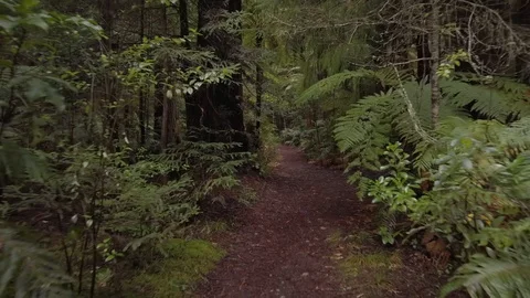Walking down a secret path in the forest | Stock Video | Pond5