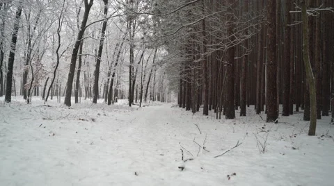 Walking down snowy trail along edge of pine forest.  Ronin Stabilized Shot. Stock Footage 60856573