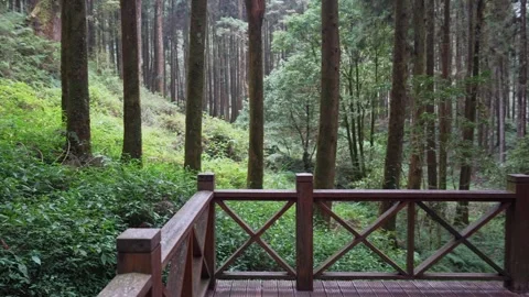 Walking Down Stair Foothpath at Alishan, Taiwan Stock Footage 295958694
