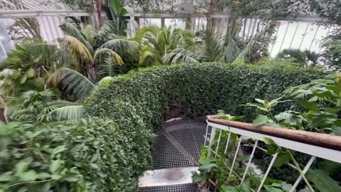 Walking down the stairs in the conservatory building full of plants Stock Footage 262670509