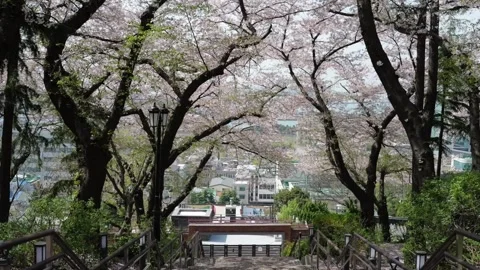 Walking down the stairs under blooming cherry blossom trees in spring Stock Footage 328343575