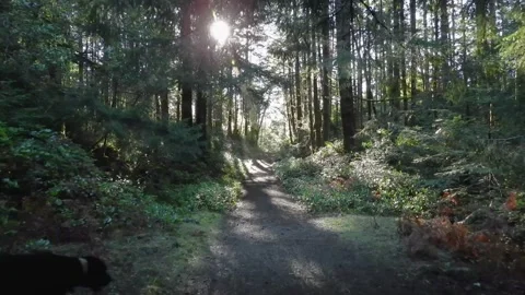 Walking down a sun-lit nature trail in the forest Stock-Footage 168605475