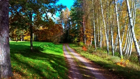 Walking down a sunlit forest road with autumn leaves on the birch trees Stock Footage 339945320