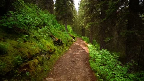 Walking Down Trail In Lush Forest First Person POV Video stock 230017411