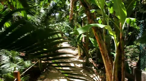 Walking Down a Tropical Path Stock Footage 12241380
