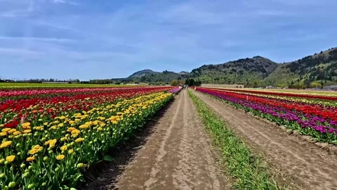 Walking down in the tulip farm. (Northbound)  Abbotsford BC Canada Stock Footage 306704223