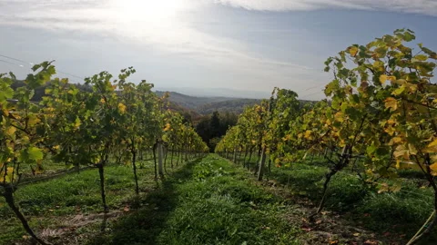 Walking Down The Vineyard On A Sunny Day Video stock 222064562