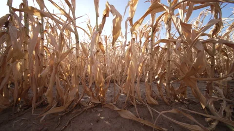 Walking in a dried corn field. Germany 2022 Stock Footage 231301294
