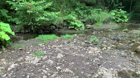 Walking in the dry river. Stock Footage 137645605