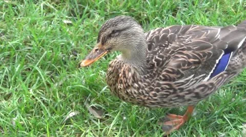 Walking Duck 1.mp4 库存影片 12556509