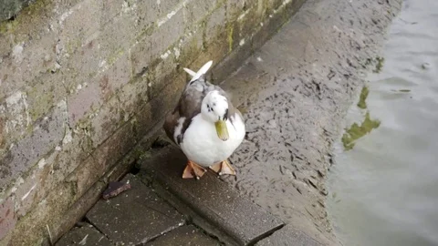 Walking duck Stock Footage 73024655