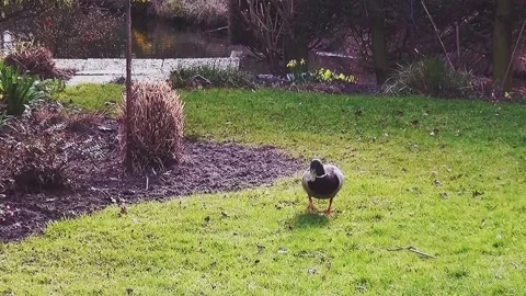 Walking duck in the wintergarden. Video stock 148750717