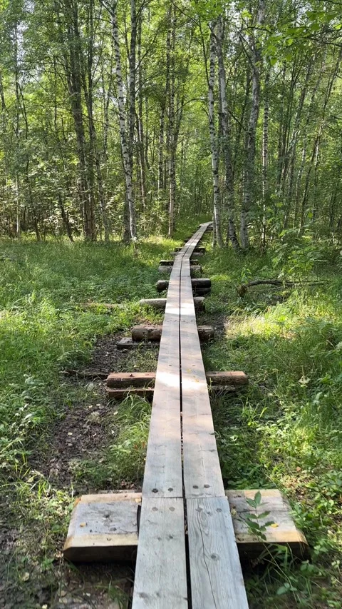 Walking on duckboards in Letonniemi, Oulu Finland Stock Footage 281634341